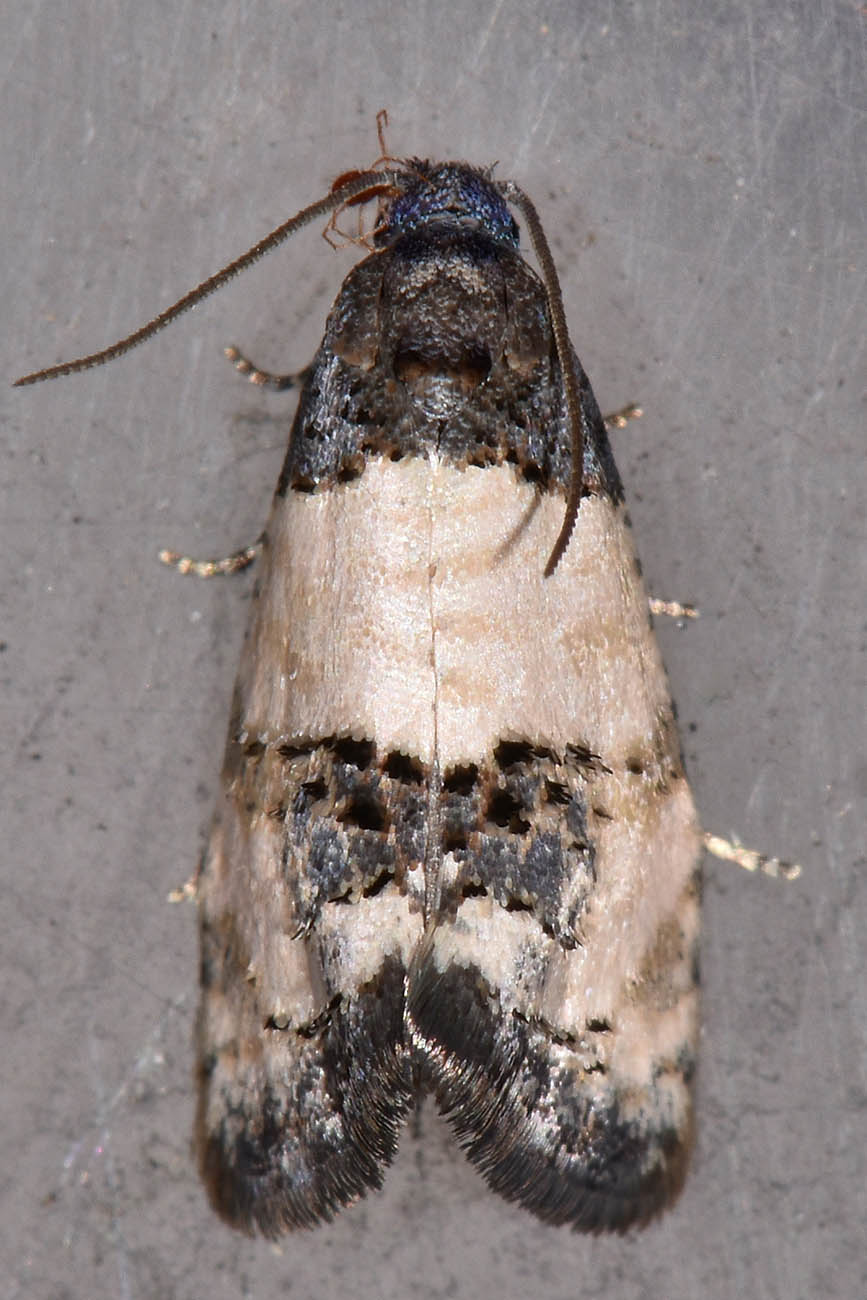 Tortricidae: Propiromorpha rhodophana